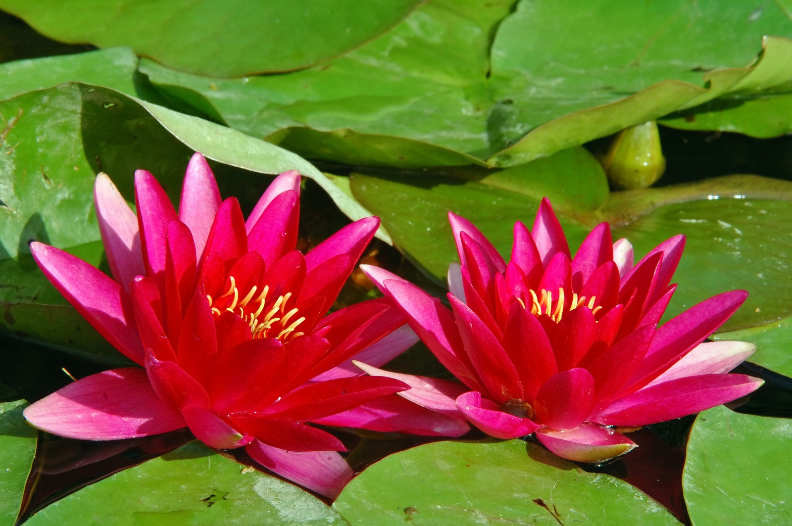 Fleurs de nénuphar sur un plan d'eau. ©jakezc, AdobeStock